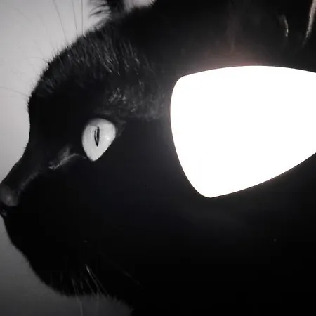 Cat Victoriei Βουκουρέστι